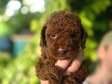 Toy Poodle Yavruları Mama Ve Malzeme Kampanyalı