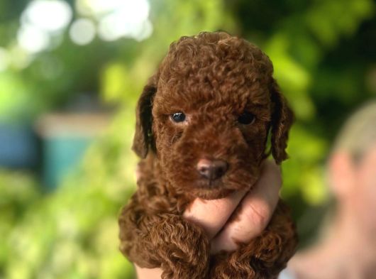 Toy Poodle Yavruları Mama Ve Malzeme Kampanyalı görsel