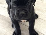 Cane Corso A Kalite Sağlık Garantili Yavrularım