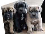 Cane Corso A Kalite Sağlık Garantili Yavrularım