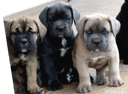Cane Corso A Kalite Sağlık Garantili Yavrularım görsel