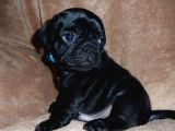 Pug Dişi Erkek Yavrular Mevcut
