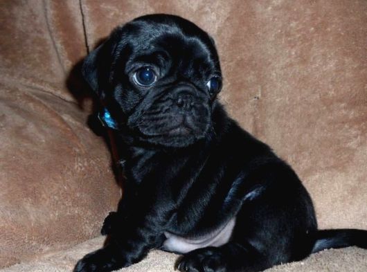Pug Dişi Erkek Yavrular Mevcut görsel