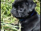 Pug Dişi Erkek Yavrular Mevcut