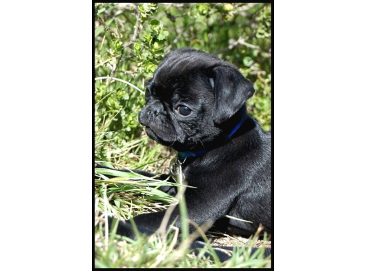 Pug Dişi Erkek Yavrular Mevcut görsel