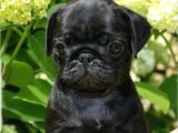 Pug Dişi Erkek Yavrular Mevcut