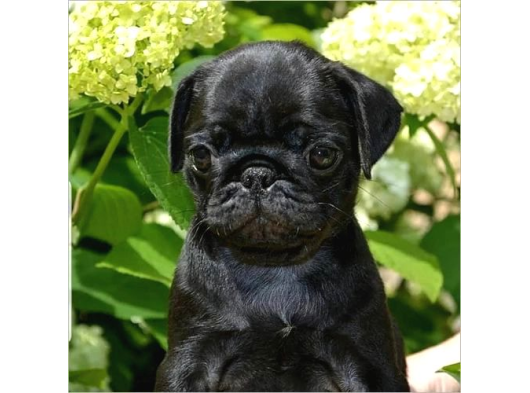 Pug Dişi Erkek Yavrular Mevcut görsel