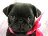Pug Dişi Erkek Yavrular Mevcut