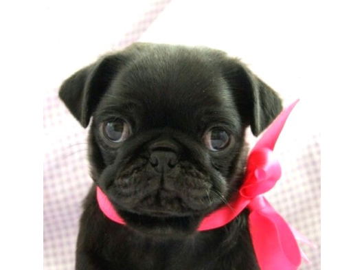 Pug Dişi Erkek Yavrular Mevcut görsel