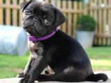 Pug dişi erkek yavrular mevcut