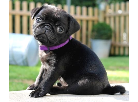 Pug Dişi Erkek Yavrular Mevcut