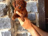 Toy Poodle Yavruları Mama Ve Malzeme Kampanyalı