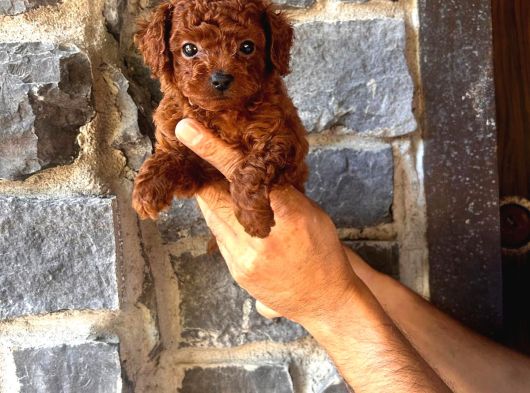 Toy Poodle Yavruları Mama Ve Malzeme Kampanyalı görsel