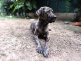 Anne Oğul Cane Corso Sahiplendirme