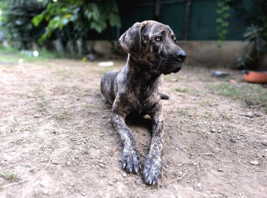 Anne Oğul Cane Corso Sahiplendirme görsel