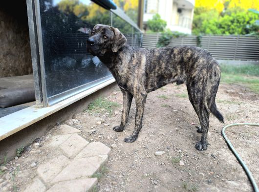 Anne Oğul Cane Corso Sahiplendirme görsel