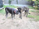 Anne Oğul Cane Corso Sahiplendirme