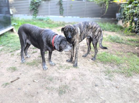 Anne Oğul Cane Corso Sahiplendirme görsel