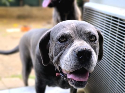 Anne Oğul Cane Corso Sahiplendirme görsel