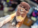 Tedy Bear Pomerianan Yavruları