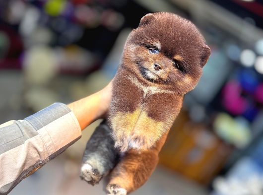 Tedy Bear Pomerianan Yavruları görsel