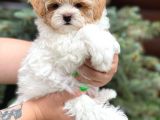 MALTİPOO CİNSİ YAVRULAR EV ÜRETİMİ