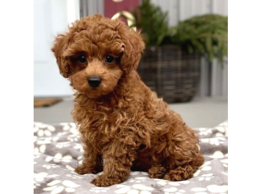 Kipkirmizi Red Toy Poodle