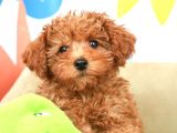 Kipkirmizi Red Toy Poodle