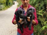 Cane Corso Yavrulari Mama Ve Malzeme Kampanyali