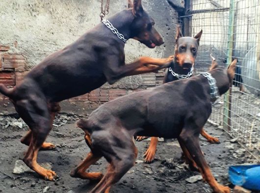 İri Yapışı Doberman Yavrular görsel