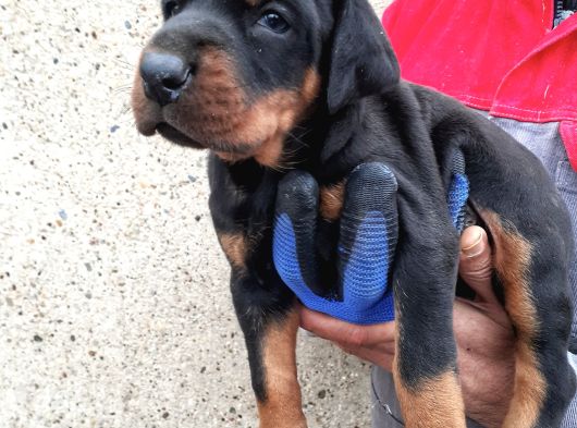 İri Yapışı Doberman Yavrular görsel