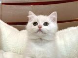 Beyaz Shorthair Bebekler