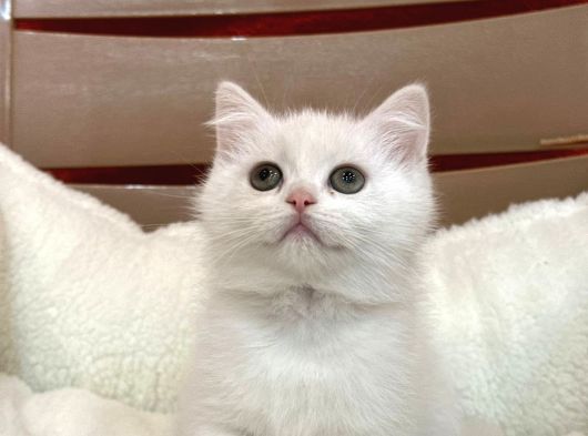 Beyaz Shorthair Bebekler görsel
