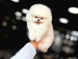 Tedy Bear Pomerianan Yavruları