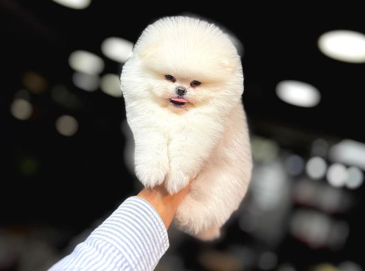 Tedy Bear Pomerianan Yavruları