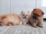 Mini Boy Pomeranian Yavruları
