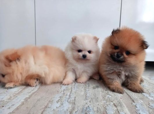 Mini Boy Pomeranian Yavruları