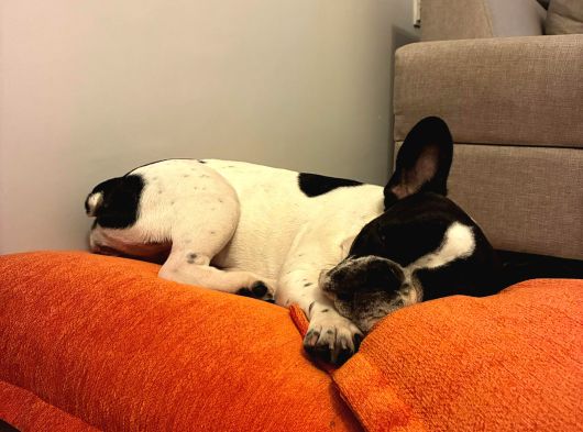 11 Aylık Dişi French Buldog Ücretsiz Sahiplendirme görsel