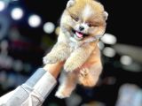 Tedy Bear Pomerianan Yavruları