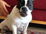 11 Aylık Dişi French Buldog Ücretsiz Sahiplendirme