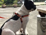 11 Aylık Dişi French Buldog Ücretsiz Sahiplendirme