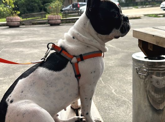 11 Aylık Dişi French Buldog Ücretsiz Sahiplendirme görsel