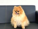 Mini Boy Pomeranian Yavruları