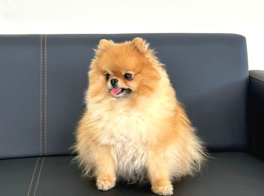 Mini Boy Pomeranian Yavruları görsel