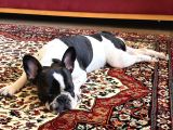 11 Aylık Dişi French Buldog Ücretsiz Sahiplendirme