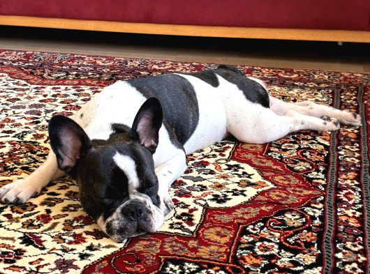 11 Aylık Dişi French Buldog Ücretsiz Sahiplendirme görsel