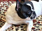 11 Aylık Dişi French Buldog Ücretsiz Sahiplendirme