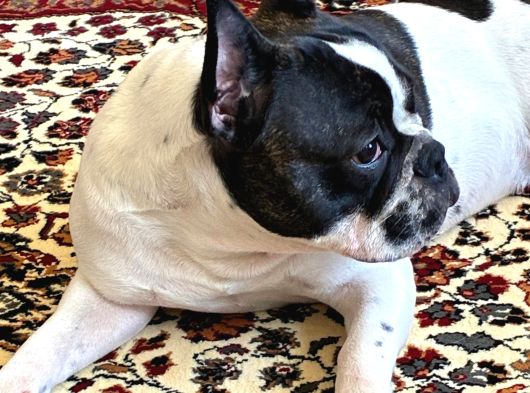 11 Aylık Dişi French Buldog Ücretsiz Sahiplendirme görsel