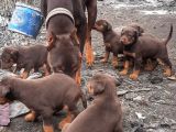 İri yapışı doberman yavrular
