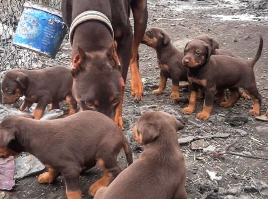 İri Yapışı Doberman Yavrular